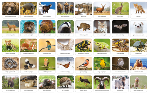 memory_fauna_polski_elementy.png