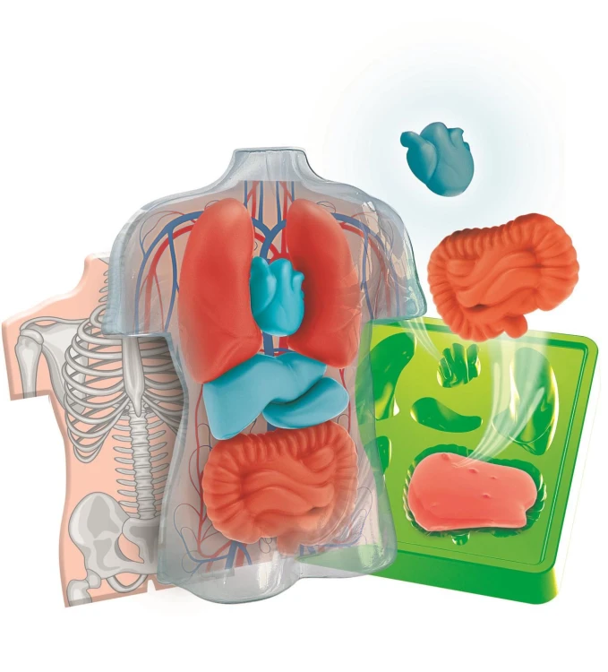 Anatomia2 mr puggy.jpg