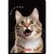zeszyt a5 60 animals herlitz mr puggy