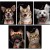zeszyt a5 60 animals herlitz mr puggy