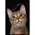 zeszyt a5 60 animals herlitz mr puggy