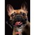 brulion a6 80 kratka herlitz mr puggy