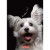 brulion a6 80 kratka herlitz mr puggy